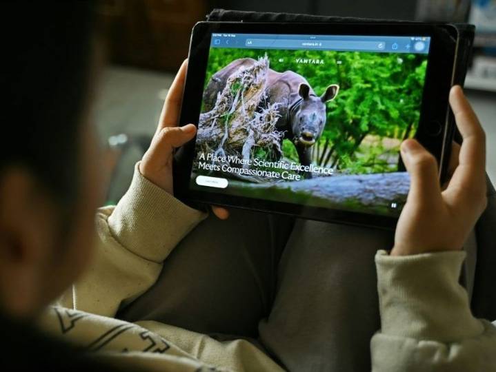 How did an Indian zoo get the world's most endangered great ape?
