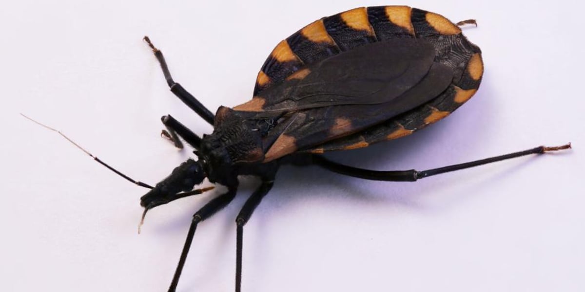 CDC releases details on Chagas, an emerging disease in the U.S. Midwest and South that’s spread by blood