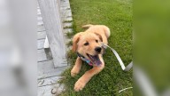 Woman From Virginia Adopts A Golden Retriever But DNA Results Reveal A Shocking Truth
