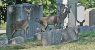 DEC called in to 'remove' some deer from Forest Lawn Cemetery in Buffalo