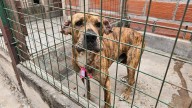 Perros "peregrinos" que se perdieron esperan por sus dueños