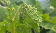 Una comisión técnica elaborará un análisis semanal de la filoxera en Tenerife