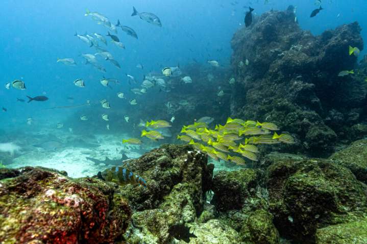 A Turning Point for the Ocean: What the High Seas Treaty Means