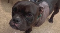 Bulldog survives shooting, leg amputation thanks to rescue
