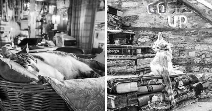 Cats At Work: I Captured Cats Living In People’s Working Places (29 Pics)