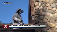 Why you may be noticing increased yellow jacket activity