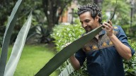 “La ruta de los insectos”, un vistazo a la cultura gastronómica mexicana