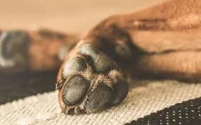 “Agresivo, sádico y depredador”, el informe psicológico de uno de los acusados de quemar al perro