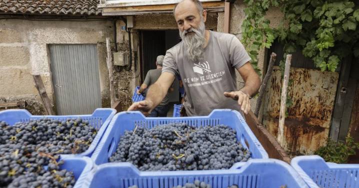 La D.O. Monterrei inicia la vendimia y apunta a superar su récord de 2024