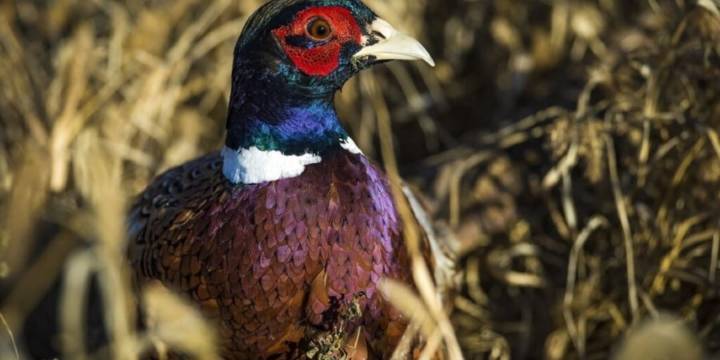 Wildlife experts predict ‘banner year’ for Iowa’s centennial of pheasant hunting