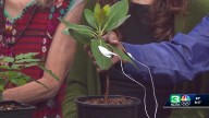 Hear plant music at Ripe Area 2025: The Art of Native Plants Festival in El Dorado County