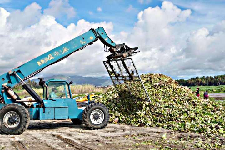 Retiran más de 150 toneladas de lirio y lechuguilla en limpieza del Estero de San José del Cabo