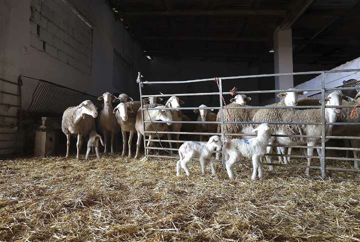 Detectan nuevos focos de lengua azul en Asturias, Castilla y León, País Vasco, La Rioja y Andalucía