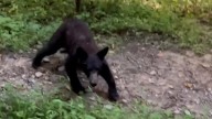 Bear joins jogger running through Great Smokies, 'messes up his run'