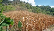 Fenalce presenta su fórmula para el futuro del agro en Expo Agrofuturo 2025