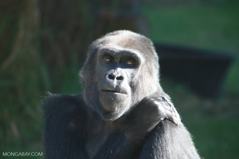 World Gorilla Day: What imperils our powerful cousins, and what brings hope