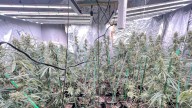 Dos detenidos por cultivar mil plantas de marihuana en pisos en Manresa