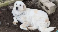 Oklahoma Woman’s Careful Delivery Plan For Her Dog Was Disrupted By Unexpected Events