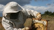 Un hombre cambia de vida después de haber estado a punto de perderla por una picadura de abeja: "No es una venganza"