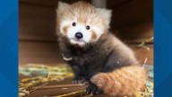 'A tiny, fluffy surprise': Cleveland Metroparks Zoo announces birth of baby red panda