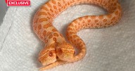 Snake with two heads hatches in rare phenomenon as both fight to 'take charge'