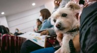 Pasto inicia construcción de ruta contra el maltrato animal tras caso de violencia en Chapal