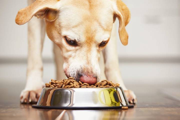 11 Dog Breeds With Surprisingly High Food Needs