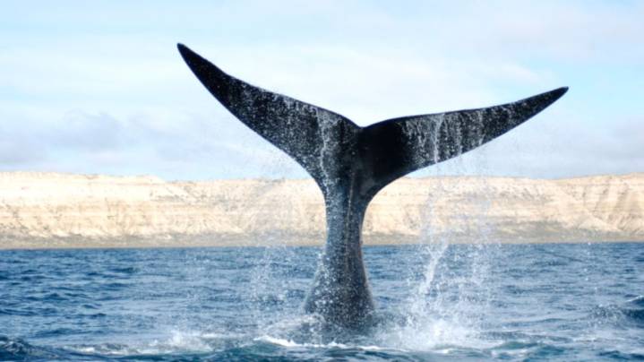 Las orcas transmiten sus habilidades y hábitos de caza de generación en generación
