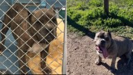 California Rescue Dog Who Never Knew Love Now Melts Into Her Mom’s Arms And Cries When She’s Let Go