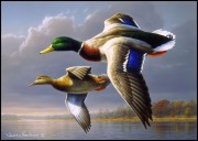 Minnesota artist James Hautman wins 2025 Federal Duck Stamp Art Contest