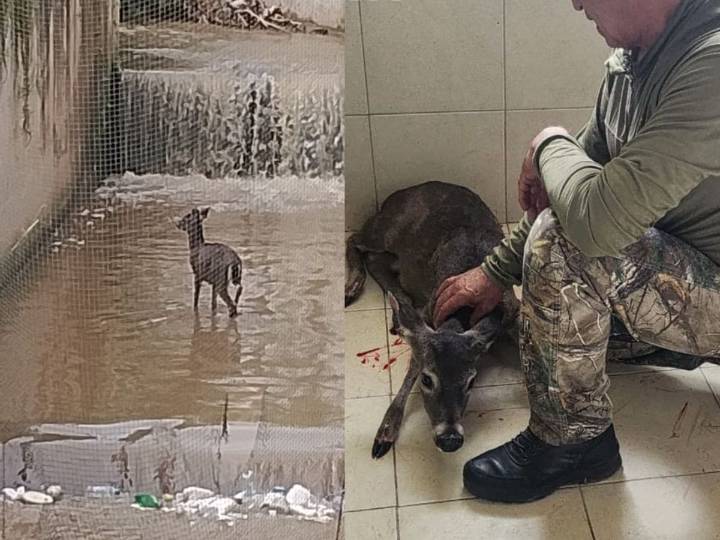 Rescatan a venadito herido que estaba atrapado en río de Cuajimalpa