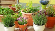 El secreto para mantener sanas tus plantas en maceta y que crezcan hermosas
