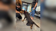 Florida Shelter Dog Reveals A Strange Talent That Turns Her Into An Internet Sensation