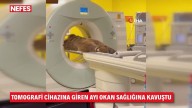Bear weighing 200 pounds taken to hospital after overindulging on fruit