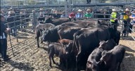 Bega store sale September full results and breakdown from agents