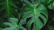 Si tu planta Monstera se quedó sin hojas o aún tiene muy pocas, probá este secreto viverista para que florezca