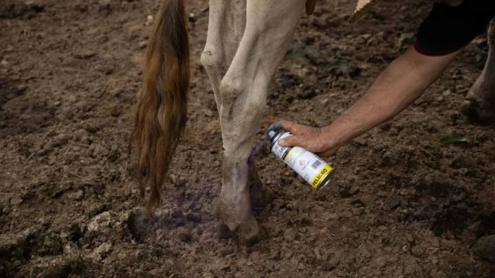 AMEG reitera estrategia contra gusano barrenador en Nuevo León