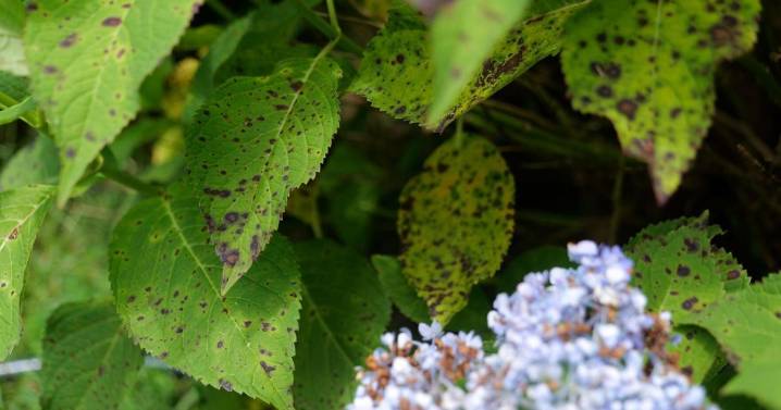 Spots on hydrangea leaves are likely a fungus. Spray, but don't cut them back: Dan Gill's advice