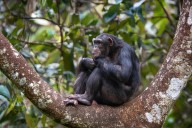 Booze News: Chimps Are Naturally Getting Tipsy, Study Finds