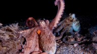 Los pulpos tienden más a explorar con sus brazos frontales, según estudio