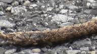 2 teens sentenced to community service for burning dead fawn in Perry Hall