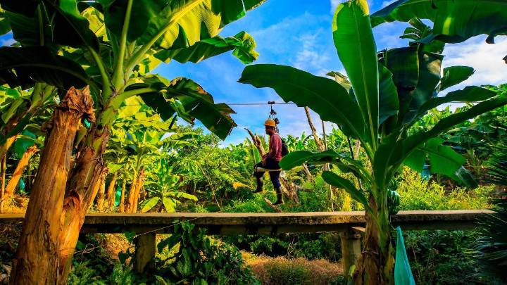 Exportaciones de banano repuntaron en el primer semestre de 2025