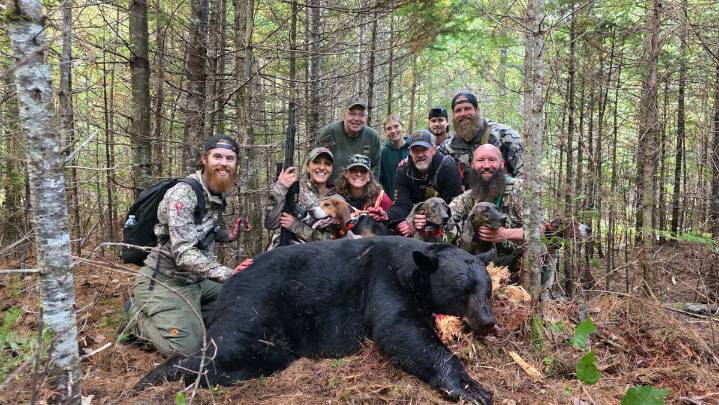 Maine hunter bags 466-pound black bear with hounds 