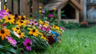 Las tres flores para sembrar en septiembre y que llenen de perfume tu jardín en verano