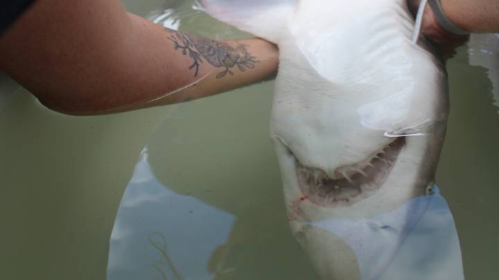 On the hunt for sharks in Boston Harbor