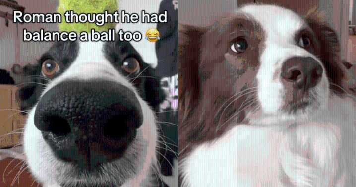 Border Collie Pretends to Balance Invisible Ball, Internet Can’t Believe His Focus