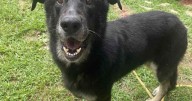 PETS OF THE WEEK: Potato and Sarah