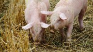 China impone aranceles del 62,4% a las importaciones de porcino de la UE