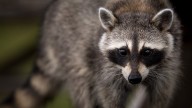 Raccoon rabies case prompts pet vaccination reminder in Virginia
