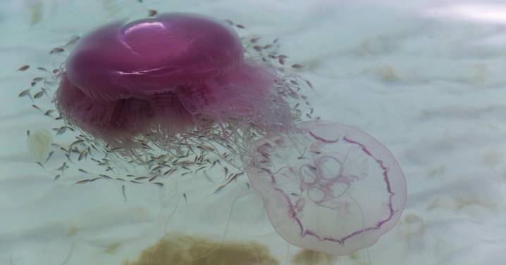 Rare jellyfish that can have 70-foot tentacles wash up on Texas beach